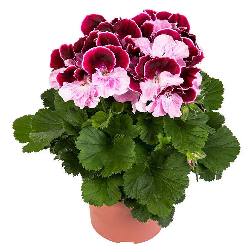 Герань горшечная